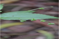 Micrococca mercurialis